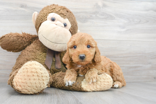 Little Golden Retriever Poodle Mix Puppy