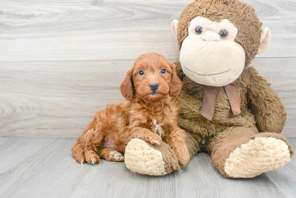 Popular Mini Goldendoodle Poodle Mix Pup