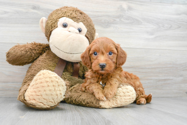 Hypoallergenic Golden Retriever Poodle Mix Puppy