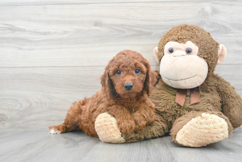 Smart Mini Goldendoodle Poodle Mix Pup