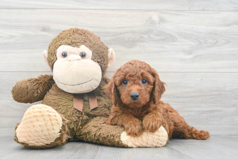 Friendly Mini Goldendoodle Baby