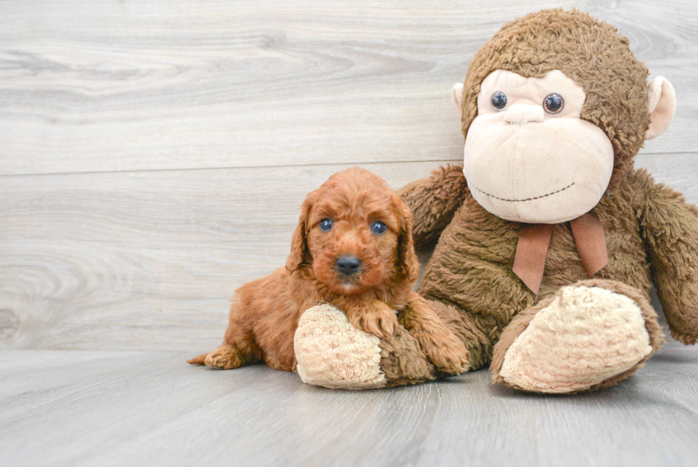 Mini Goldendoodle Puppy for Adoption