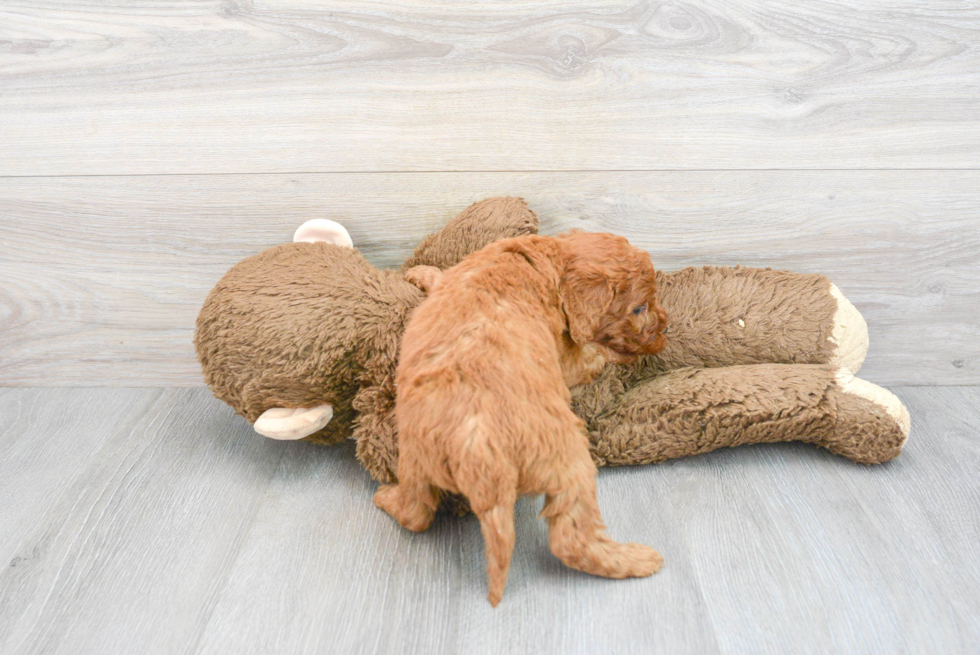 Friendly Mini Goldendoodle Baby