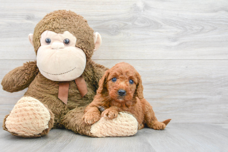 Best Mini Goldendoodle Baby