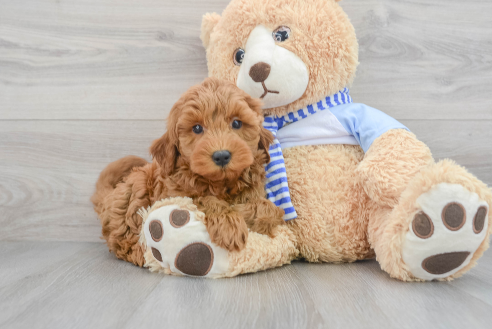 Hypoallergenic Golden Retriever Poodle Mix Puppy