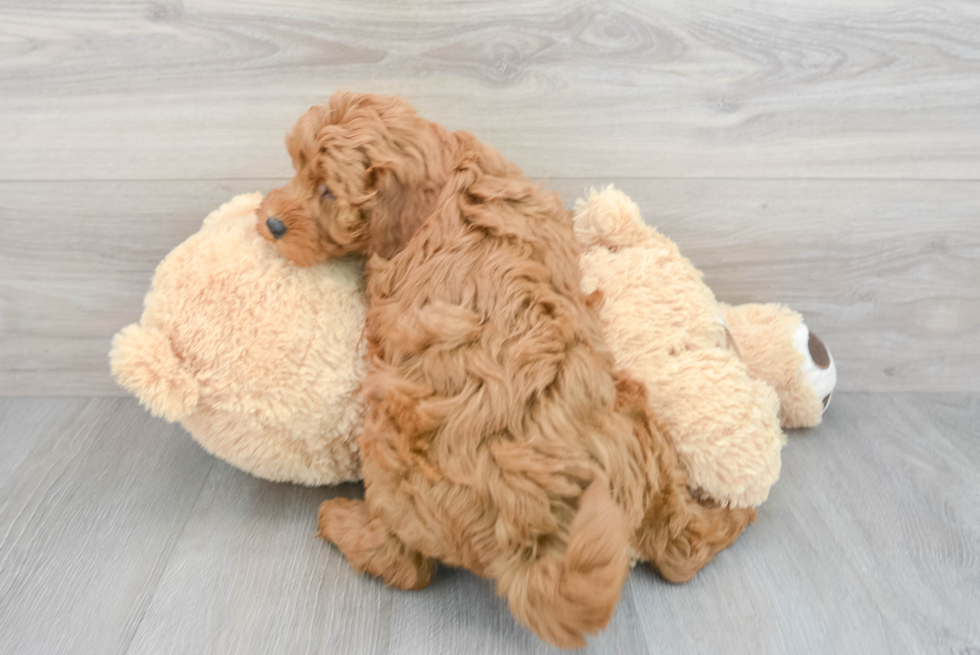 Mini Goldendoodle Puppy for Adoption