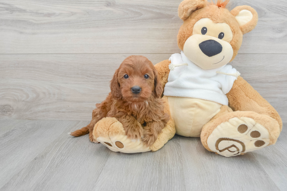 Happy Mini Goldendoodle Baby