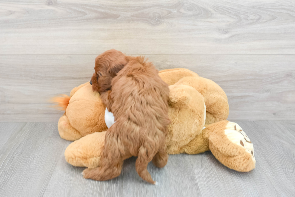 Happy Mini Goldendoodle Baby