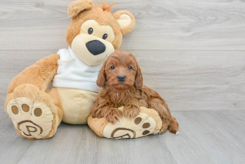 Energetic Golden Retriever Poodle Mix Puppy