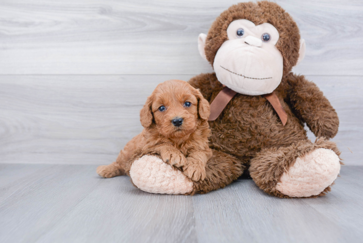 Mini Goldendoodle Pup Being Cute