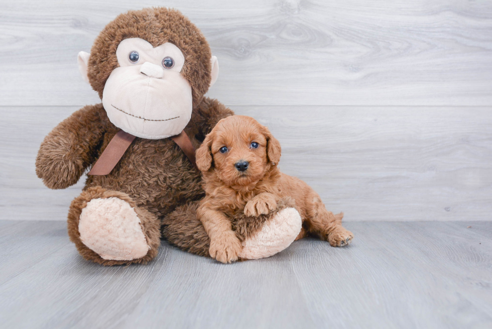 Mini Goldendoodle Pup Being Cute