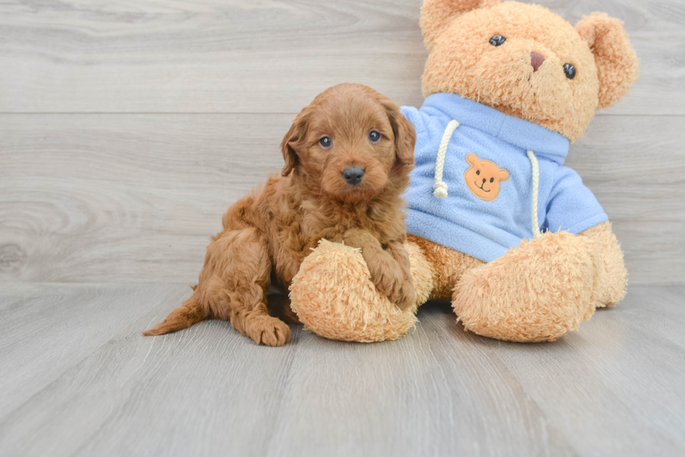 Best Mini Goldendoodle Baby