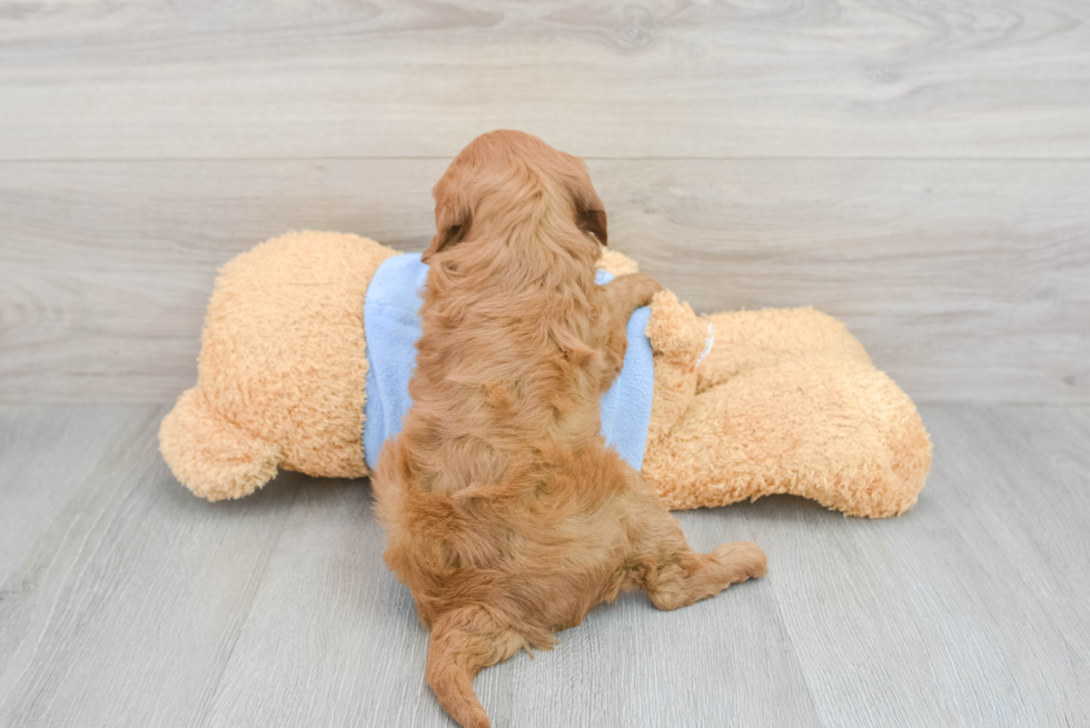 Best Mini Goldendoodle Baby