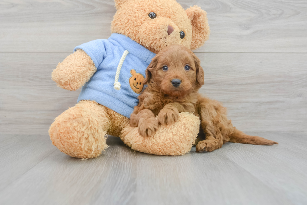 Energetic Golden Retriever Poodle Mix Puppy