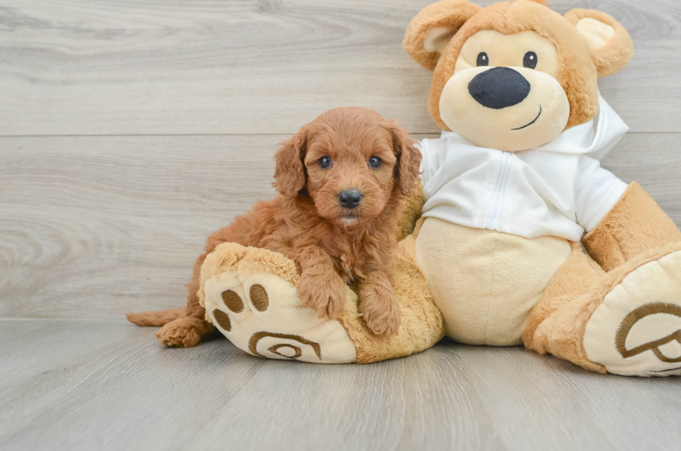 7 week old Mini Goldendoodle Puppy For Sale - Premier Pups