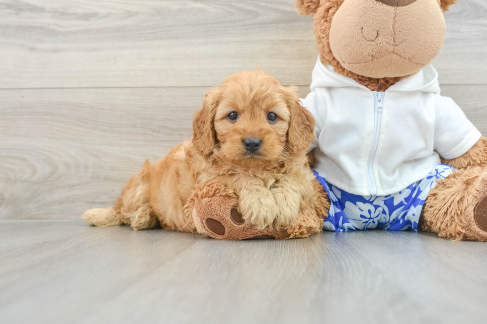 Friendly Mini Goldendoodle Baby