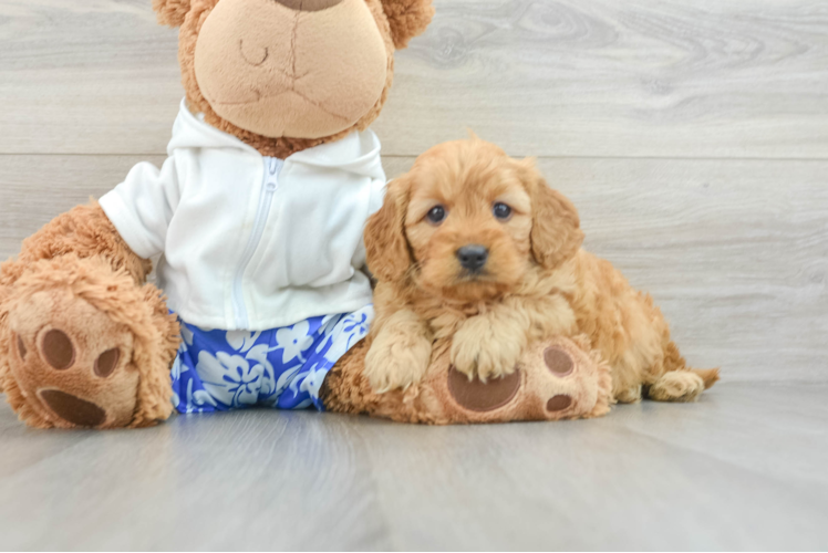 Mini Goldendoodle Pup Being Cute