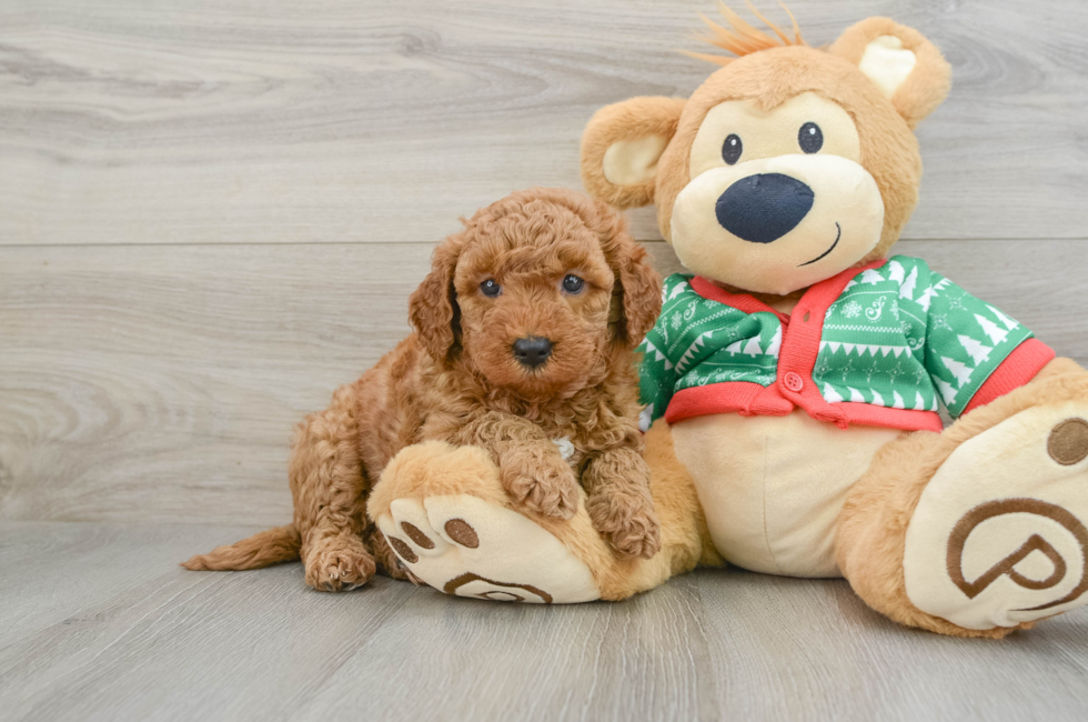 5 week old Mini Goldendoodle Puppy For Sale - Premier Pups