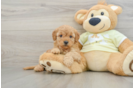 Energetic Golden Doodle Poodle Mix Puppy