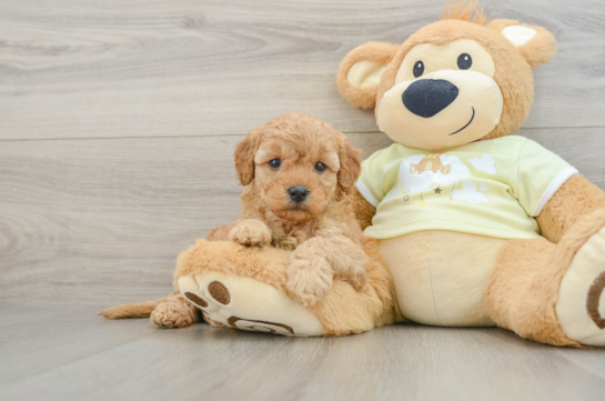 Energetic Golden Doodle Poodle Mix Puppy