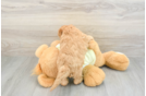 Mini Goldendoodle Puppy for Adoption