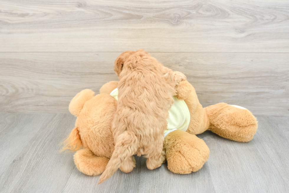 Mini Goldendoodle Puppy for Adoption