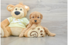 Playful Mini Groodle Poodle Mix Puppy