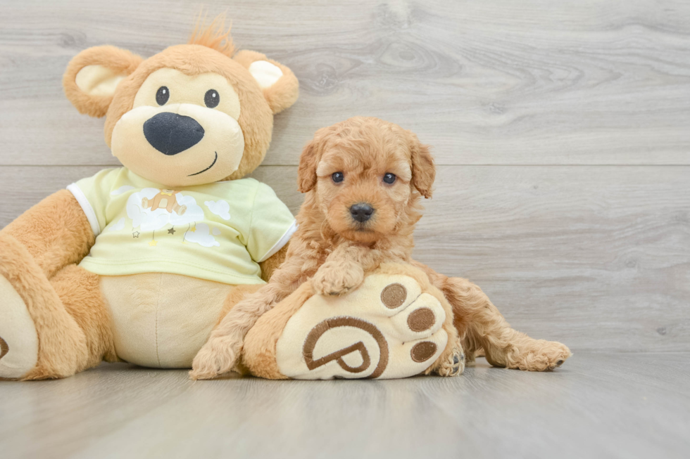 Playful Mini Groodle Poodle Mix Puppy