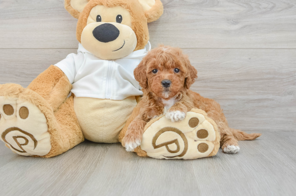 5 week old Mini Goldendoodle Puppy For Sale - Premier Pups
