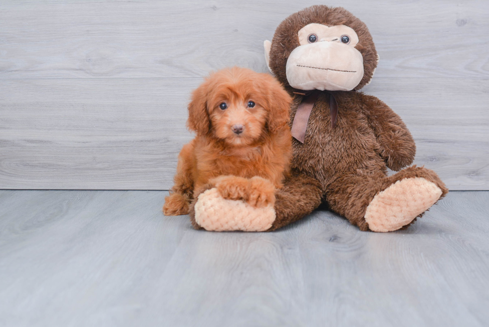 Adorable Golden Retriever Poodle Mix Puppy