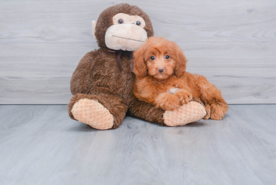 Adorable Golden Retriever Poodle Mix Puppy