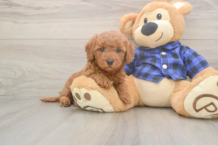Popular Mini Goldendoodle Poodle Mix Pup