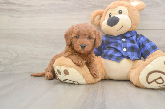Popular Mini Goldendoodle Poodle Mix Pup