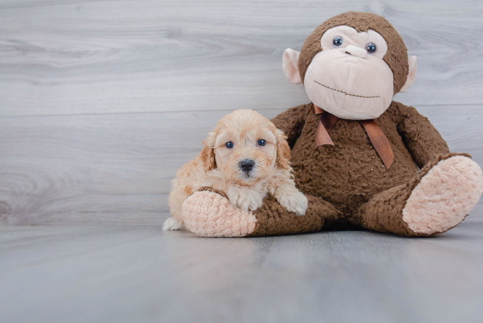 Best Mini Goldendoodle Baby