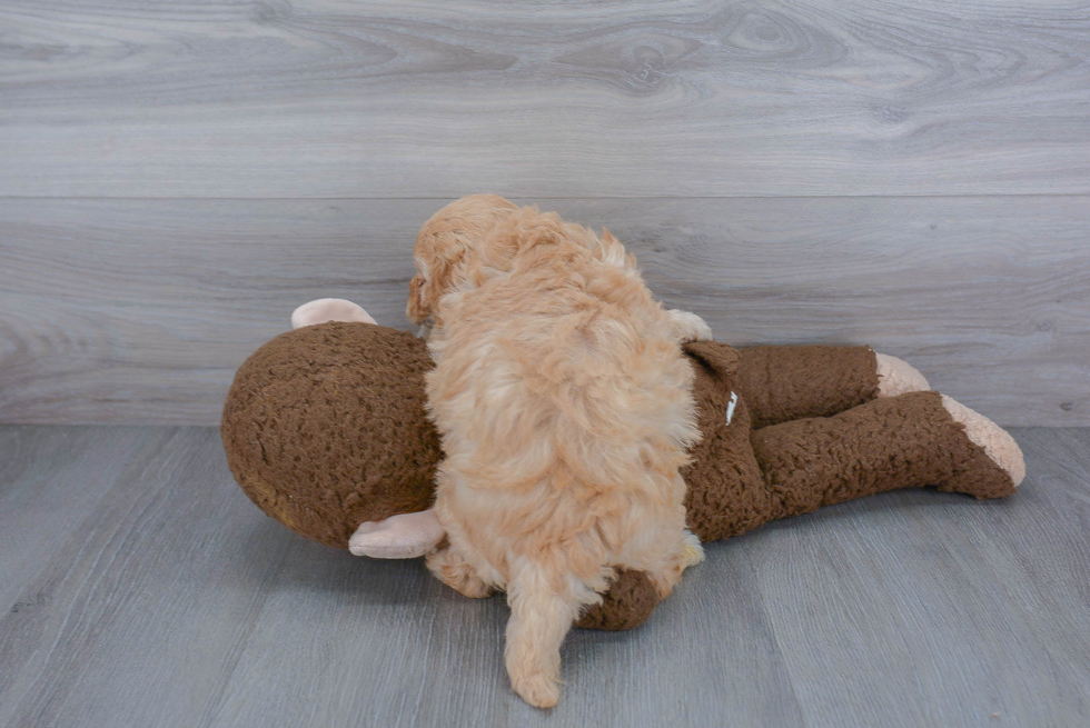 Mini Goldendoodle Puppy for Adoption