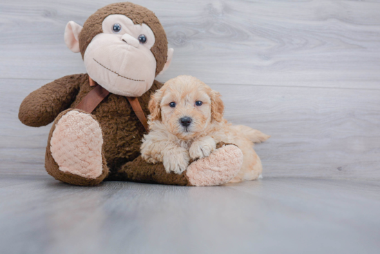 Popular Mini Goldendoodle Poodle Mix Pup