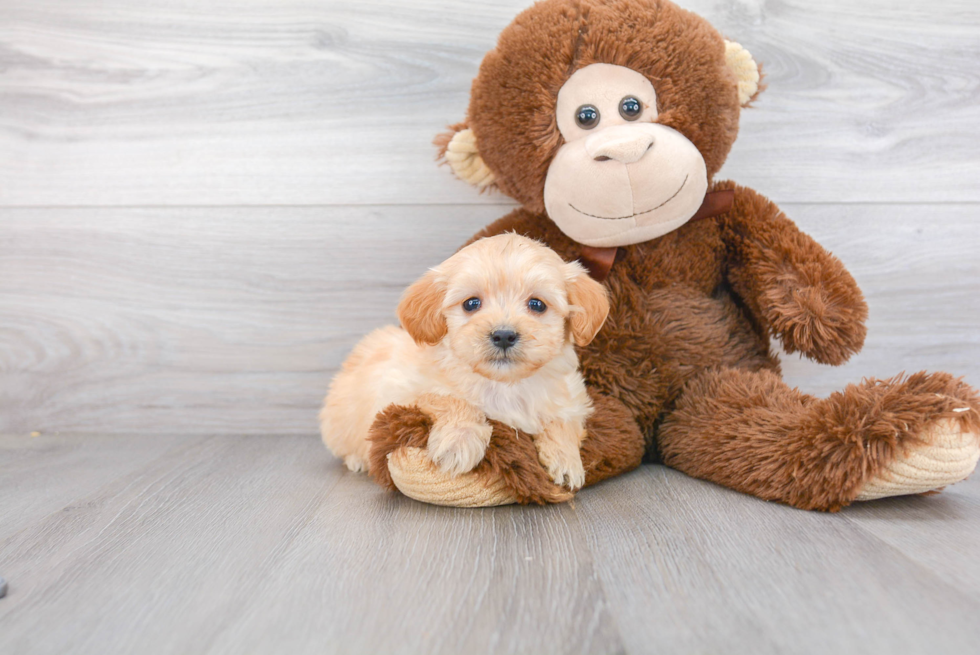 Small Mini Goldendoodle Baby