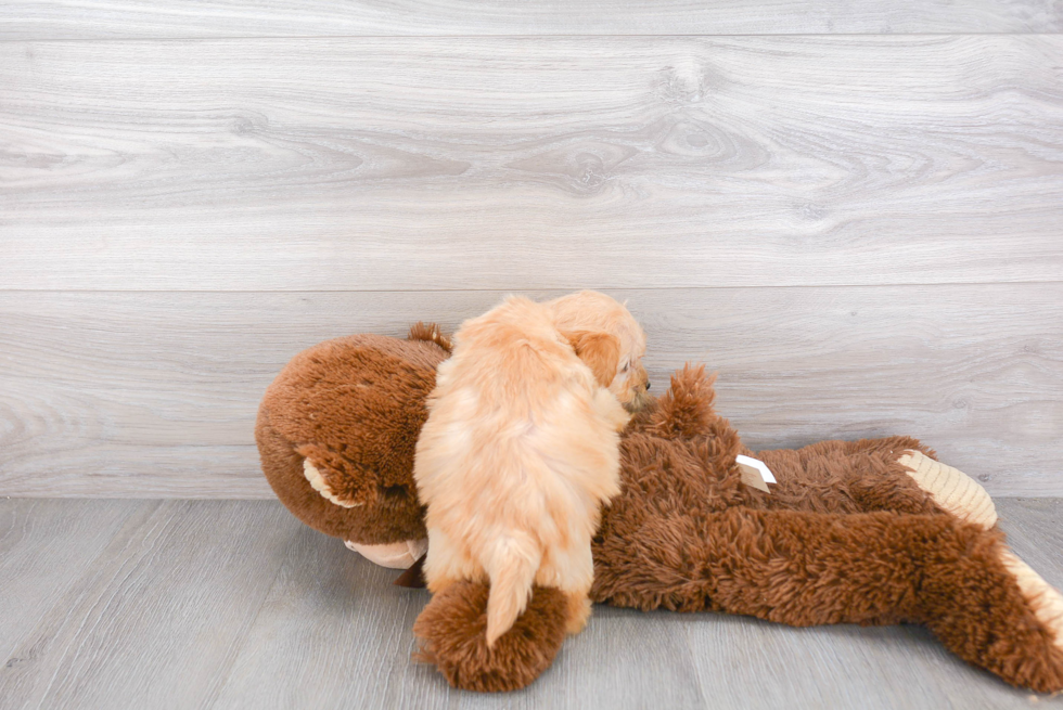 Petite Mini Goldendoodle Poodle Mix Pup