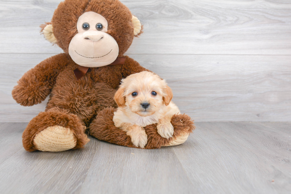 Friendly Mini Goldendoodle Baby