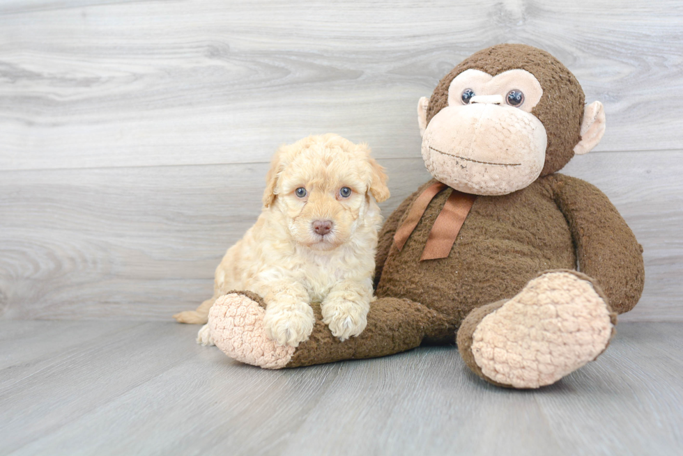 Happy Mini Goldendoodle Baby