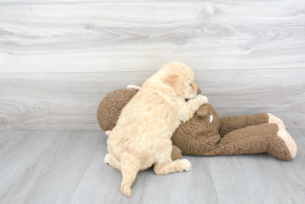 Playful Golden Retriever Poodle Mix Puppy