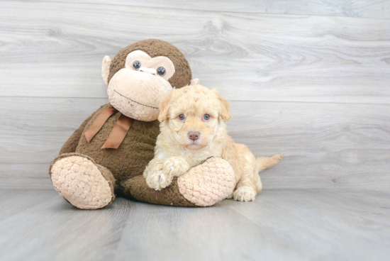 Small Mini Goldendoodle Baby