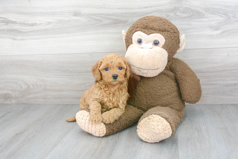 Cute Mini Goldendoodle Baby