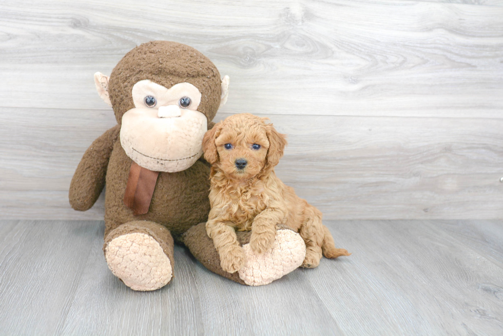 Playful Golden Retriever Poodle Mix Puppy