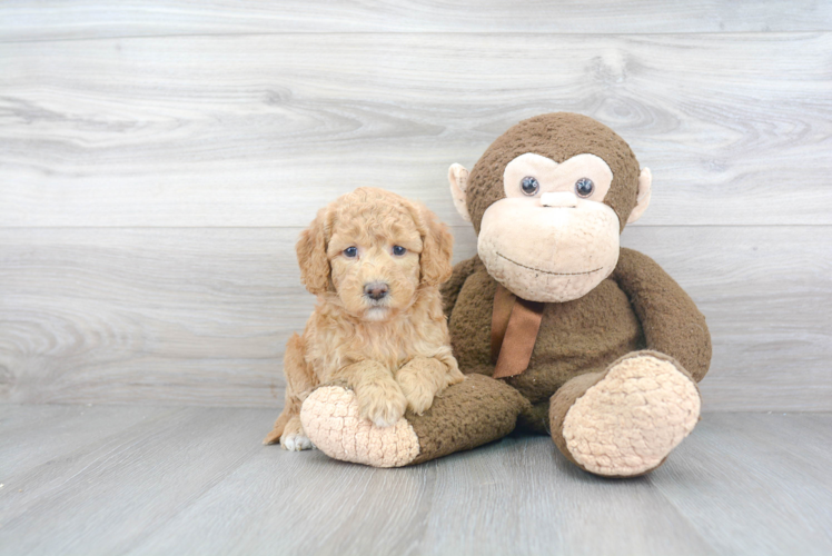 Mini Goldendoodle Puppy for Adoption