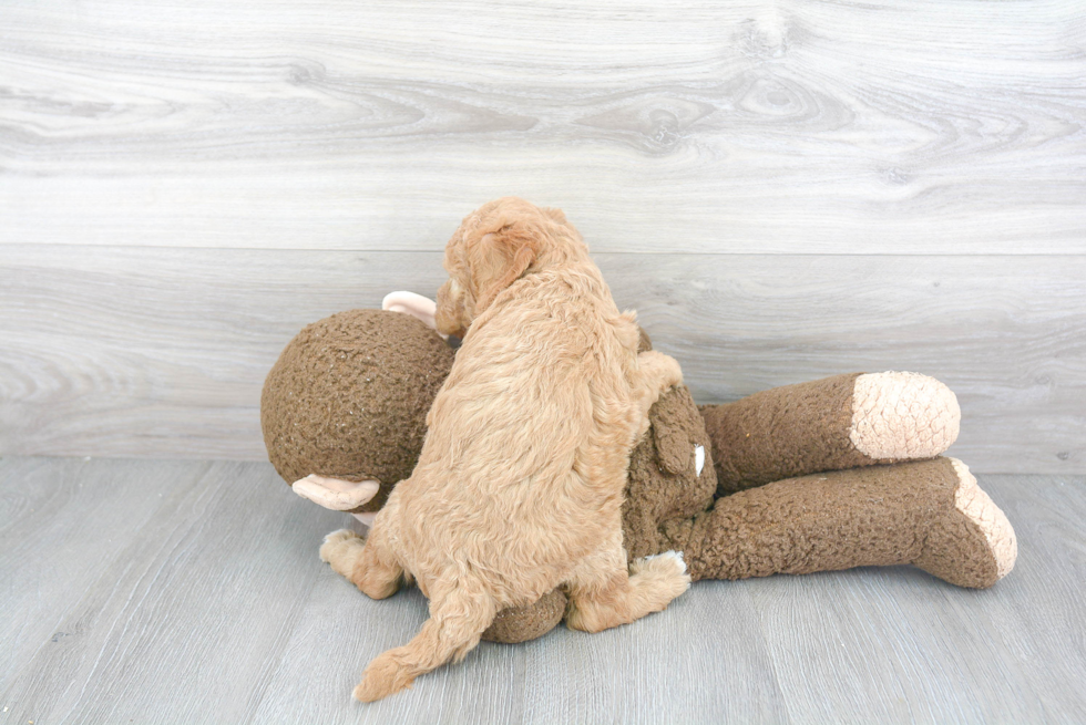 Mini Goldendoodle Pup Being Cute