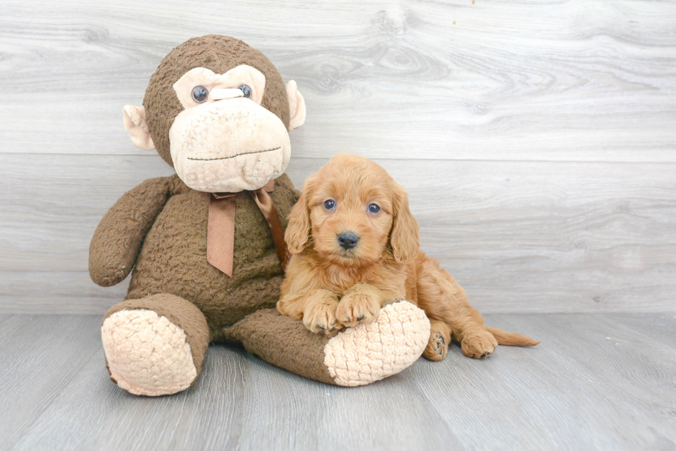 Mini Goldendoodle Puppy for Adoption