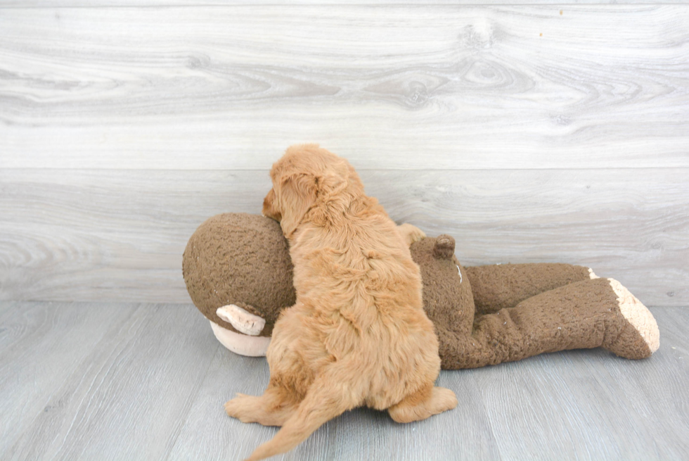 Best Mini Goldendoodle Baby