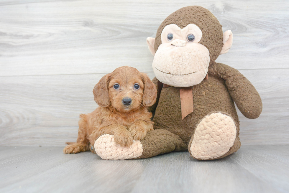 Adorable Golden Retriever Poodle Mix Puppy