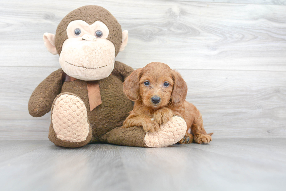 Smart Mini Goldendoodle Poodle Mix Pup